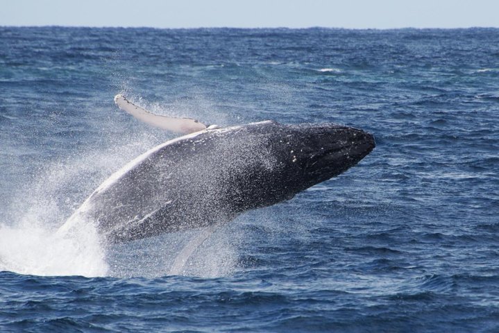 Whale Watching by Sea World Cruises - Accommodation Noosa