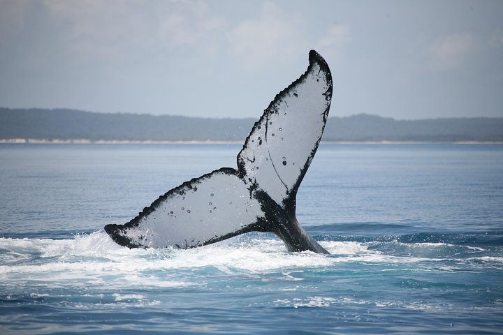 Hervey Bay Whale Watching Cruise - Accommodation Noosa